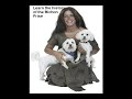 Bichon Frise Guide Bichon Frise Guide