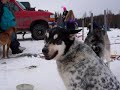 Alaskan Dogs Alaskan Dogs
