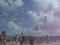 Seagulls