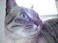 ????????????????????????cat