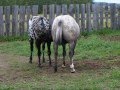 OK Appaloosa's 2stallions1pen