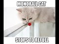Funny Catzzz Hilarious