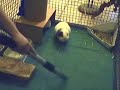 Breakfast in the Cage