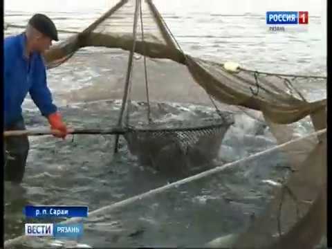 Рязанская рыба «показывает хвост» санкциям (ГТРК "Ока")