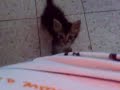 Tigress curious baby 090810.mp4