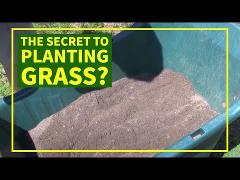 how to replant entire lawn