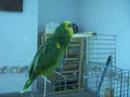 loco loquito