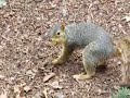 A Watched Squirrel Never Buries its Nut