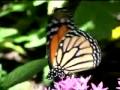 Monarch