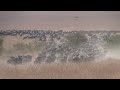 The Great Migration Of Wildebeest In The Maasai Mara (kenya)