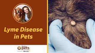 Lyme Disease In Pets