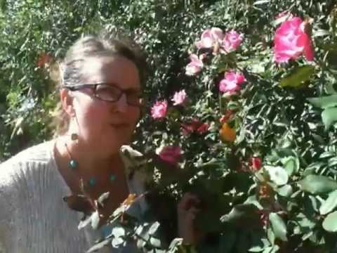 how to fertilize rosa rugosa