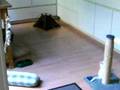 videos de home alone oscar and witse