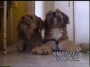 Mis Mascotas Bodoque Princesa Brawnie 2 Mis Mascotas Bodoque Princesa Brawnie 2