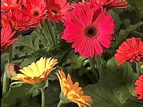 how to collect osteospermum seeds