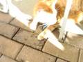 videos de Funny Cat Piddy