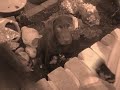 Brown Labrador Enya Music Video/ Bruine Labrador Enya