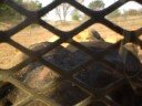 Large Male lions drags 1 tonne dead cow off back of lil truc