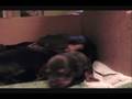 videos de booville puppies