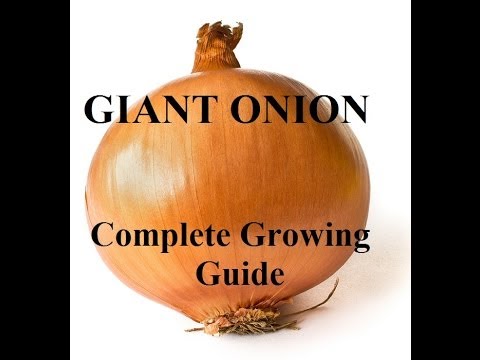 how to grow onion from a onion