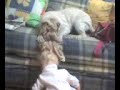 Perra vs Muñeca