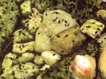 Tadpoles are Born!