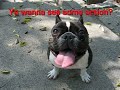 026: Stupid Pet Tricks & Dog Sumo Wrestling