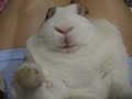 會叫的兔兔開喇叭聽喔Rabbit Interesting voice