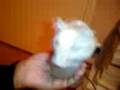 videos de gerbille