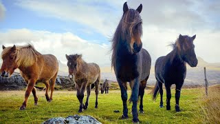 1 HOUR of AMAZING HORSES From Around the World - B