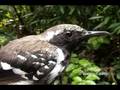 White-fringed Antwren, (Formicivora grisea)
