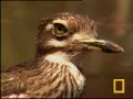 Water Dikkop