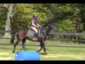 videos de Cajun Dances Thoroughbred Quarterhorse