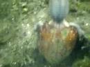 Loggerhead Musk Turtle in underwater video footage in North Florida Spring.  General behavior under water.