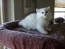 Aaralyn Burmillas - Lotus kittens week 8 vid 2