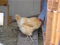 The Noisy Chicken
