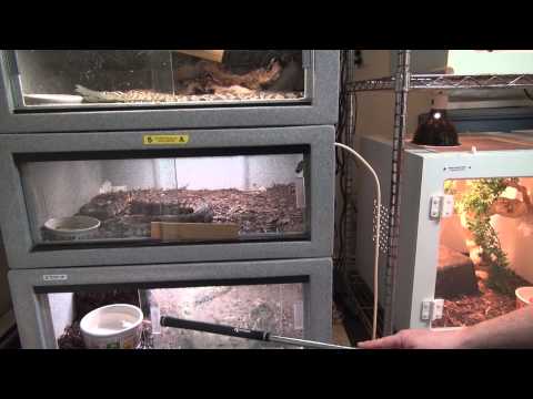 YouTube reptile video