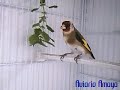Aviarioamaya - Jilguero 08