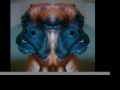 Portrait of Oscar the Boxer