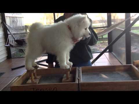 AKC Evaluation 2.28.2014