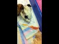 Click here to watch this video Kiskutyák