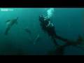 Swimming With Seals - Oceans - BBC Two