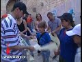 دبكه dabka www alarz tv