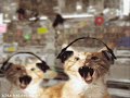 Record Store Cats