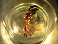 Sipuncula (peanut worm) from Baja California