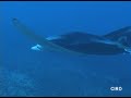 Yap Manta Ray Whale Arraia Jamanta 1