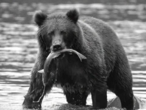 kodiack bear