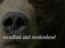 TNS: Kodiak Bear Attack Ad