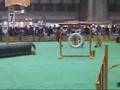 Dog Agility (Mar/31/07 JKC CUP Jumping Large Vol.2)