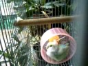 Dong-Dang runs around hamster wheel Dong-Dang runs around hamster wheel